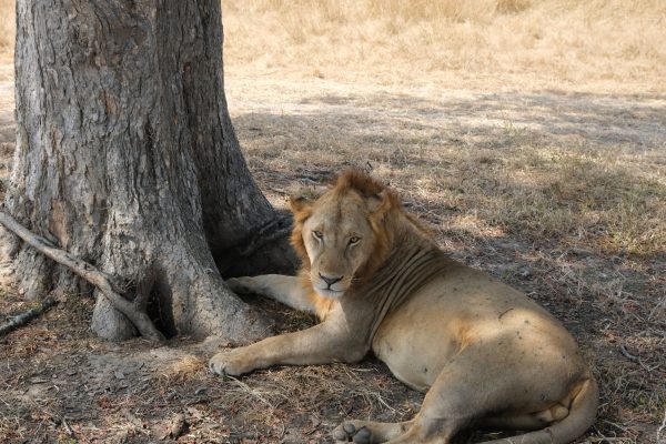 A majestic African lion resting under a tree in Morogoro, Tanzania. Nature 4K