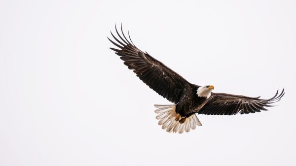 A majestic bald eagle soaring in the clear skies of East Wenatchee, Washington. Animaux 4K