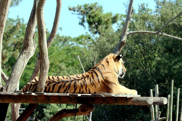 A majestic Bengal tiger lounges on a sunny wooden platform amidst lush greenery. Animaux 4K