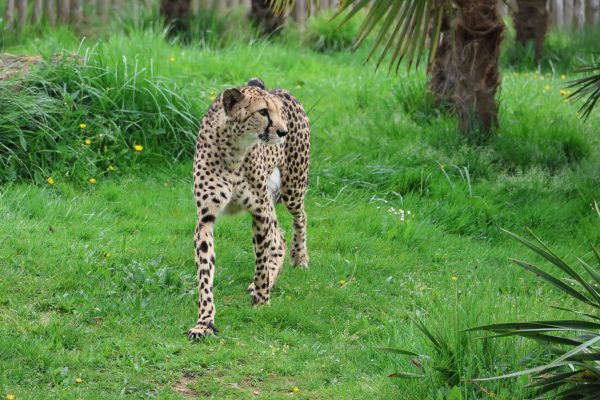A majestic cheetah strolls through lush greenery in an outdoor setting. Nature 4K