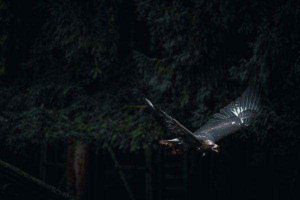 A majestic golden eagle soaring through a dark forest, wings spread wide. Animaux 4K