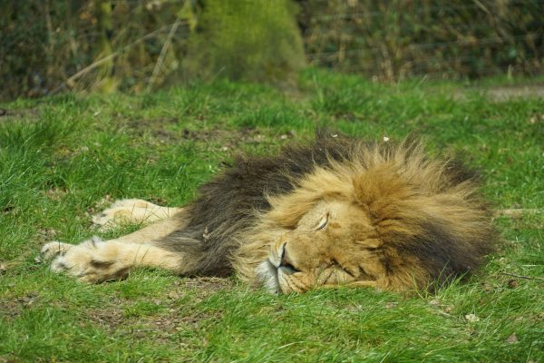 A majestic lion peacefully sleeping on green grass in sunlight, showcasing tranquility and nature. Animaux 4K
