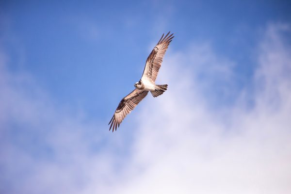 A majestic osprey soars gracefully in the clear blue sky, showcasing its powerful wings. Animaux 4K