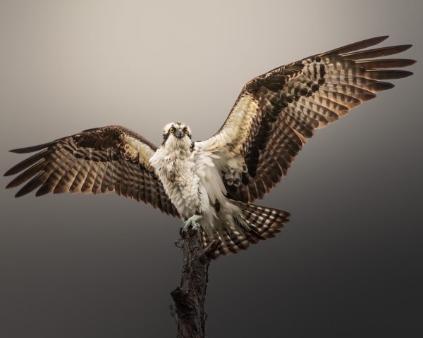 A majestic osprey with wings fully spread perched on a branch against a neutral background. Animaux 4K