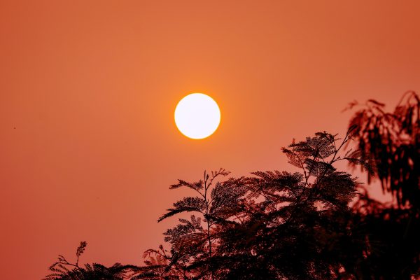 A mesmerizing sunset over foliage in Chhatarpur, India, capturing nature's beauty. Nature 4K