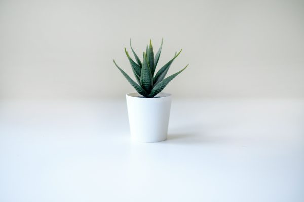 A minimalist image of an aloe vera plant in a white pot against a clean, bright background, offering a serene aesthetic. Minimaliste 4K