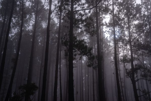 A misty, serene forest with tall trees enveloped in fog, showcasing nature's tranquil beauty. Dark 4K