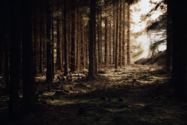 A mysterious forest scene with light streaming through tall trees, creating a moody atmosphere. Dark 4K