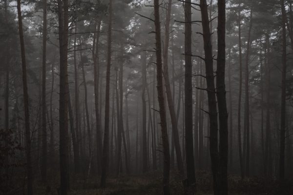 A mysterious misty forest with tall trees creating an eerie atmosphere Dark 4K