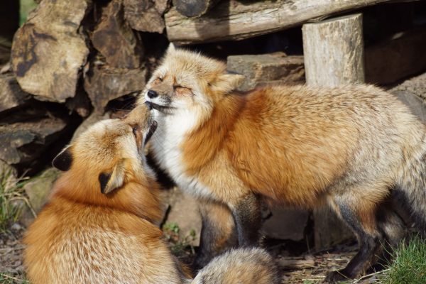 A pair of red foxes playfully interacting in a forest setting, showcasing their natural behavior. Animaux 4K