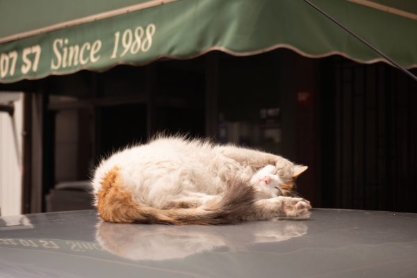 A peaceful cat sleeps on a car hood under the shop's awning in Istanbul, Türkiye. Nature 4K