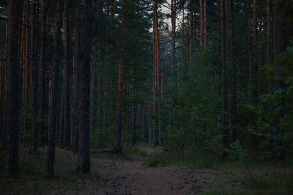 A peaceful forest pathway surrounded by tall pines, capturing nature's calmness in a woodland setting. Dark 4K