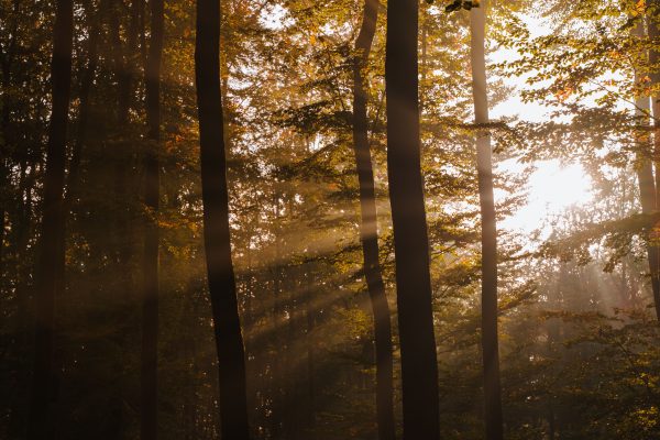 A peaceful forest scene with sunbeams filtering through autumn leaves, creating a warm ambiance. Nature 4K