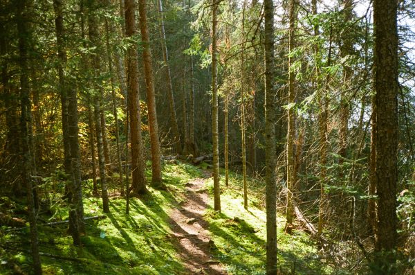 A peaceful forest trail illuminated by sunlight, surrounded by lush trees. Nature 4K