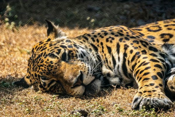 A peaceful jaguar rests on dry grass under the sun, highlighting its beautiful spotted coat. Nature 4K