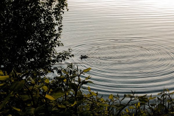 A peaceful scene of a duck swimming in a calm Norwegian lake surrounded by foliage. Nature 4K
