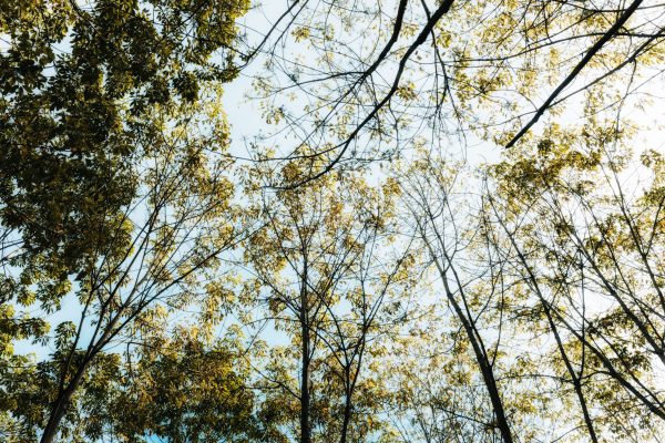 A peaceful view looking up at tree branches in Kon Tum, Vietnam, displaying nature's beauty. Nature 4K