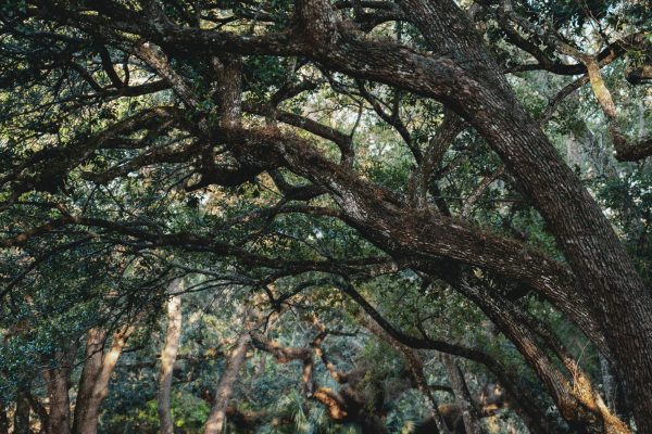 A peaceful view of intertwined branches in a dense forest with dappled sunlight. Nature 4K