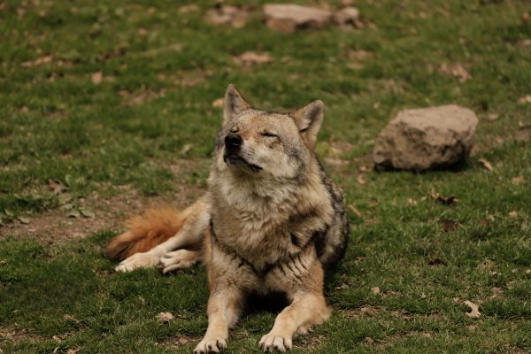 A peaceful wolf rests on grassy terrain in its natural environment during the day. Animaux 4K
