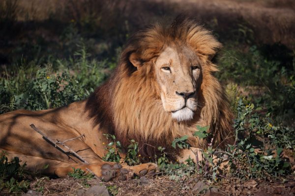 A powerful African lion lying in the wild, showcasing its majestic mane and serenity. Animaux 4K