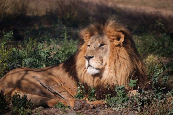 A powerful African lion resting in the wild, showcasing its regal mane and tranquil posture. Animaux 4K