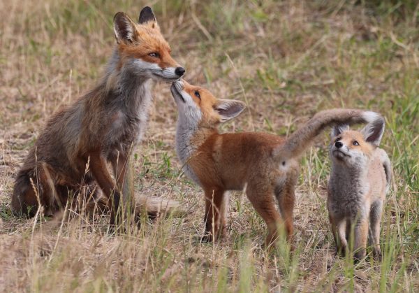 A red fox family captured in their natural habitat, showcasing tender interaction between mother and cubs. Animaux 4K