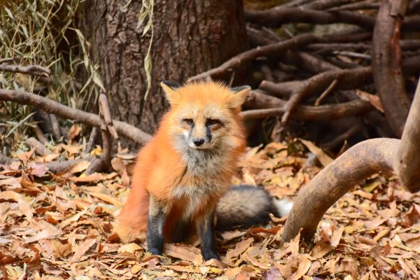 A red fox sits among fallen leaves in an autumn forest setting. Animaux 4K