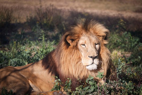 A regal African lion relaxing in a grassy savannah setting, showcasing its majestic mane. Animaux 4K