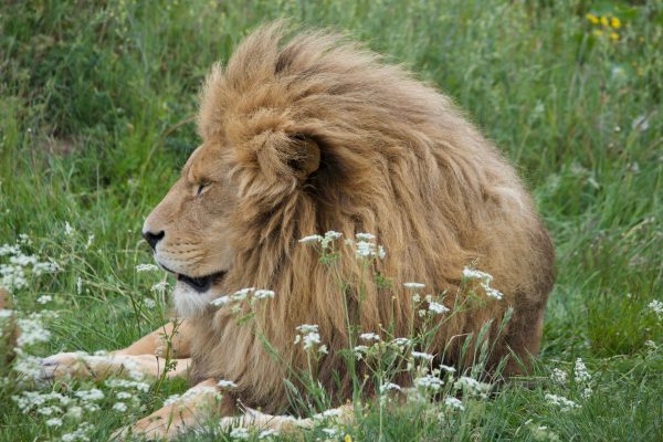 A regal lion with a lush mane sits peacefully amidst vibrant green grass. Animaux 4K