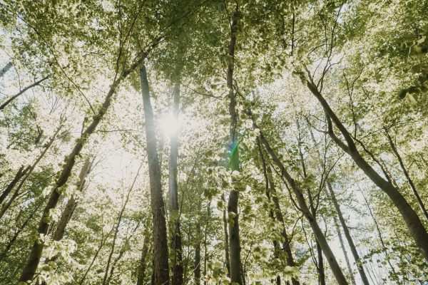 A scenic forest with sunbeams shining through lush green canopy, capturing nature's beauty. Nature 4K