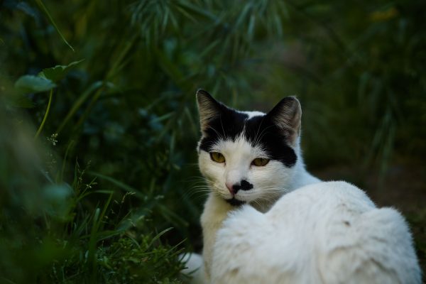 A serene black and white cat lounging amidst lush green foliage outdoors. Nature 4K