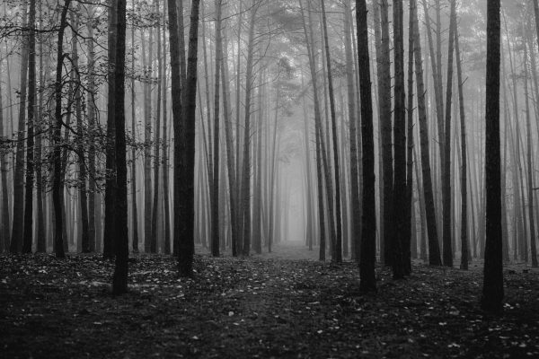 A serene black and white photograph of a misty forest with tall trees. Dark 4K