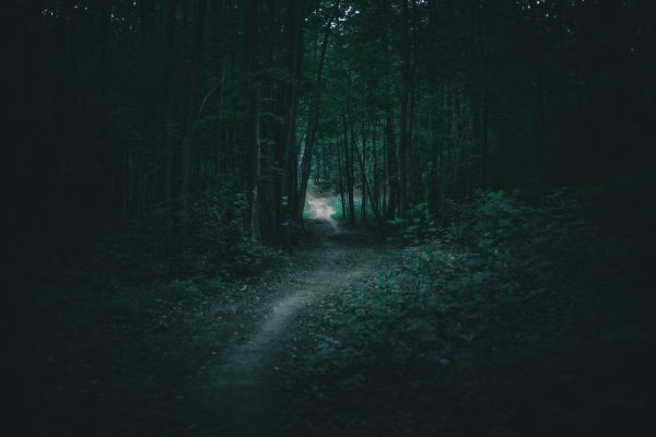 A serene footpath surrounded by dark forest trees under twilight, creating a mystical atmosphere. Dark 4K