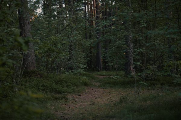 A serene forest path enveloped in dusk lighting, creating a mystical atmosphere. Dark 4K