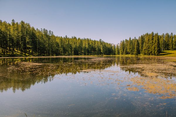 A serene forest surrounds a calm lake, reflecting the trees under a clear summer sky. Nature 4K