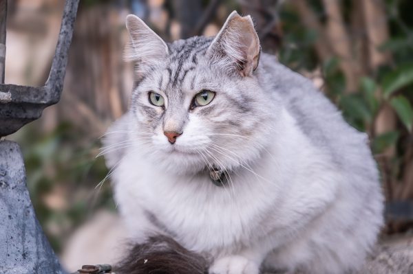 A serene gray cat with green eyes resting in a garden in İzmir, Türkiye. Nature 4K