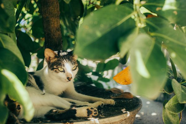 A serene image of a cat lounging in the shade of a lush garden, surrounded by leaves. Nature 4K