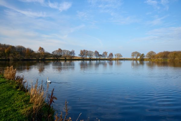 A serene lakeside scene with a swan gliding through autumn reflections, capturing nature's calm beauty. Nature 4K