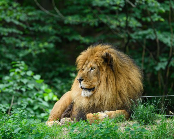 A serene lion rests amid lush greenery, showcasing its regal mane and natural habitat. Animaux 4K