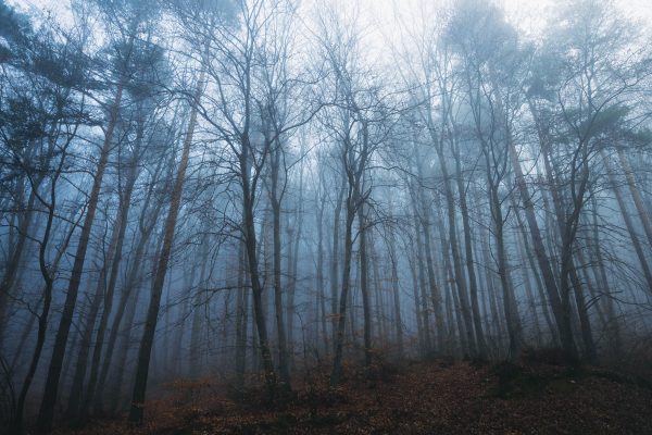 A serene misty forest scene with tall bare trees enveloped in fog, creating a mystical atmosphere. Dark 4K