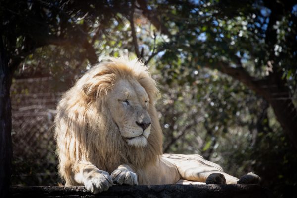 A serene moment with a white lion resting in a sun-dappled forest setting. Nature 4K