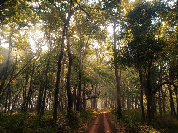 A serene pathway through an Indian forest, illuminated by warm sun rays. Nature 4K