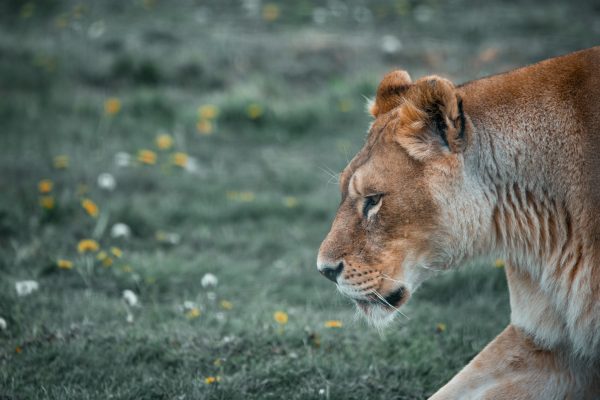 A serene profile of a lioness walking through a grassy field, captured in close-up. Nature 4K