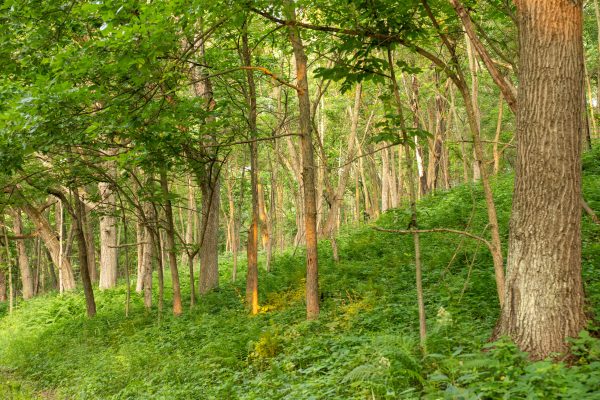 A serene summer forest landscape in Trevino, Wisconsin, showcasing lush green trees and foliage. Nature 4K