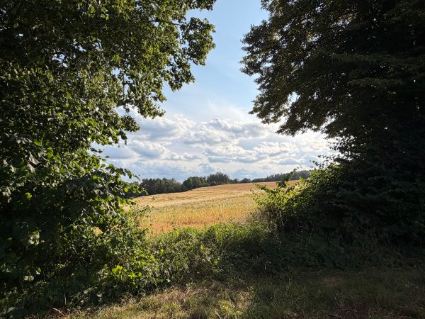 A serene summer landscape in Lychen, Germany with trees framing a golden field.