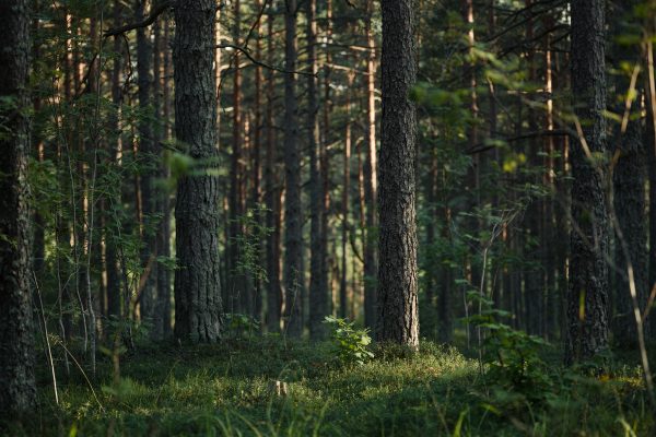 A serene sunlit pine forest with tall trees and lush green undergrowth creating a tranquil scene. Nature 4K