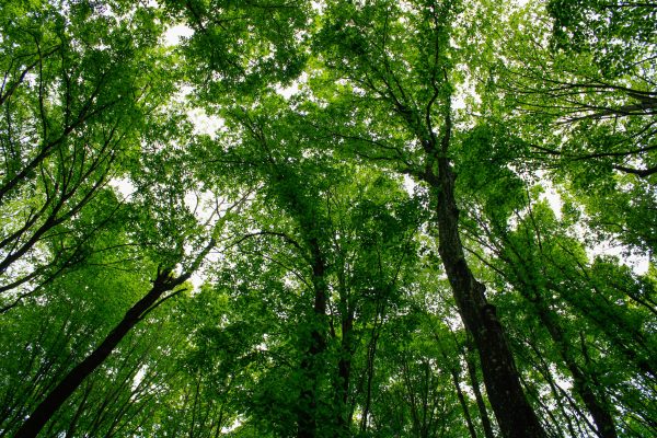 A serene view from below tall green trees in a Hungarian forest, capturing nature's beauty. Nature 4K