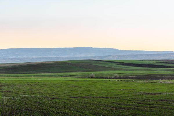 A serene view of lush, green farmland stretching under a soft dawn sky. Nature 4K