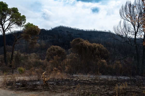A stark view of a forest after a wildfire, showing charred trees and barren land. Nature 4K