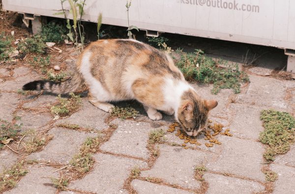 A street cat enjoys its meal on a stone pavement outdoors in İzmir, Turkey. Nature 4K